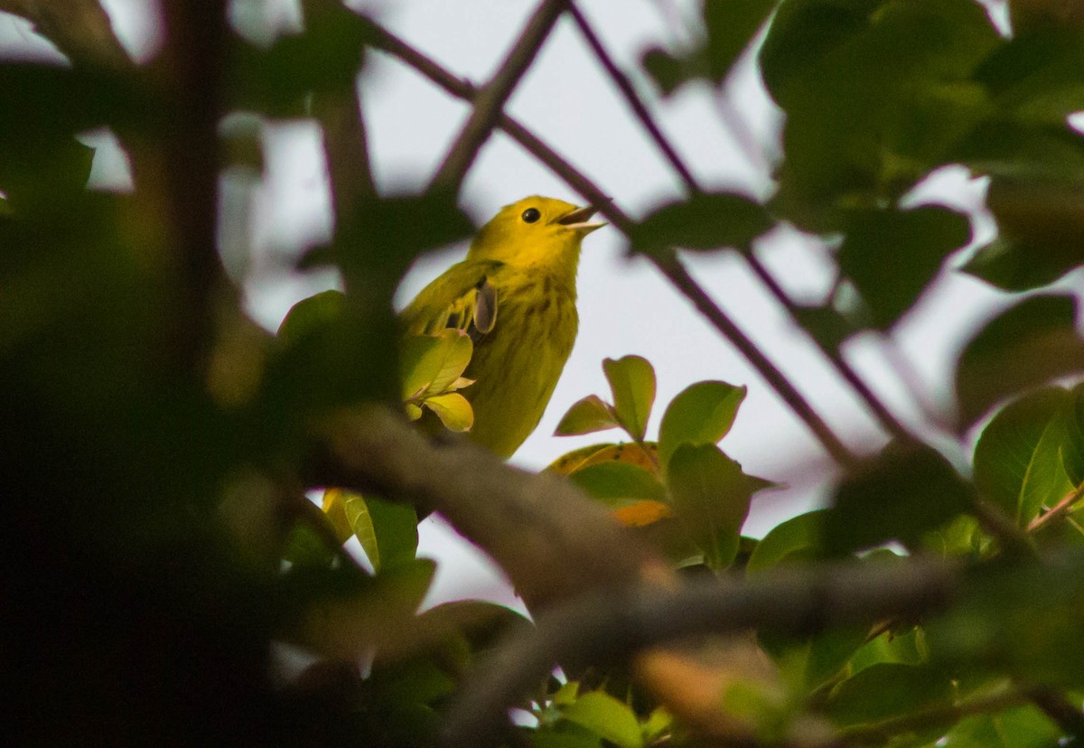 Yellow Warbler - Enrique Heredia (Birding Tours)