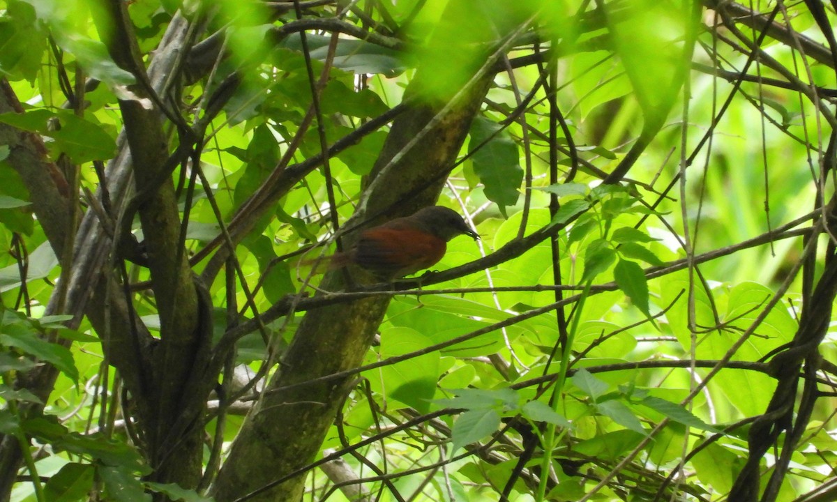 Rufous-breasted Spinetail - grete pasch