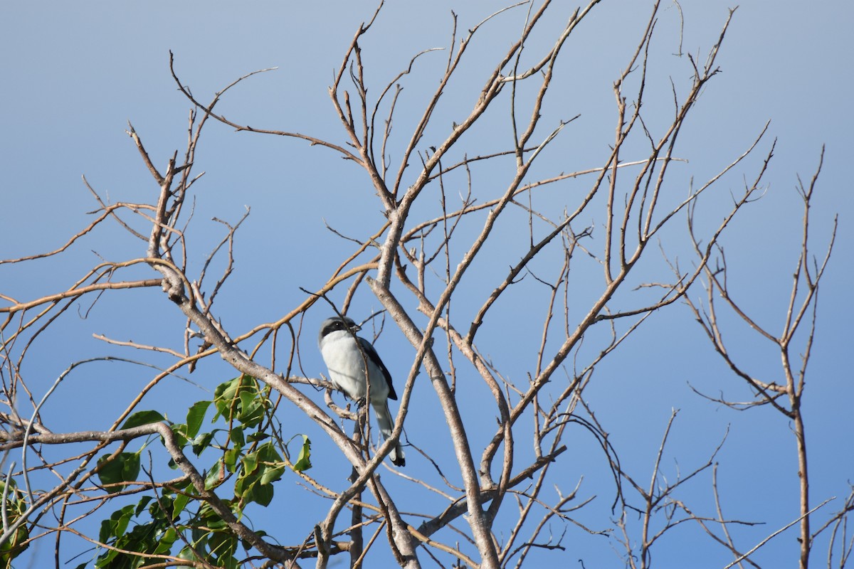 Loggerhead Shrike - allen codding