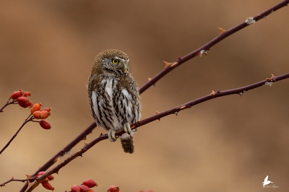 Austral Pygmy-Owl - Antonia Cornejo