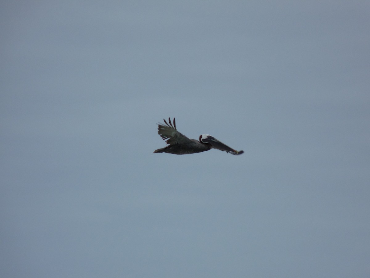 Brown Pelican (Galapagos) - ML177352301