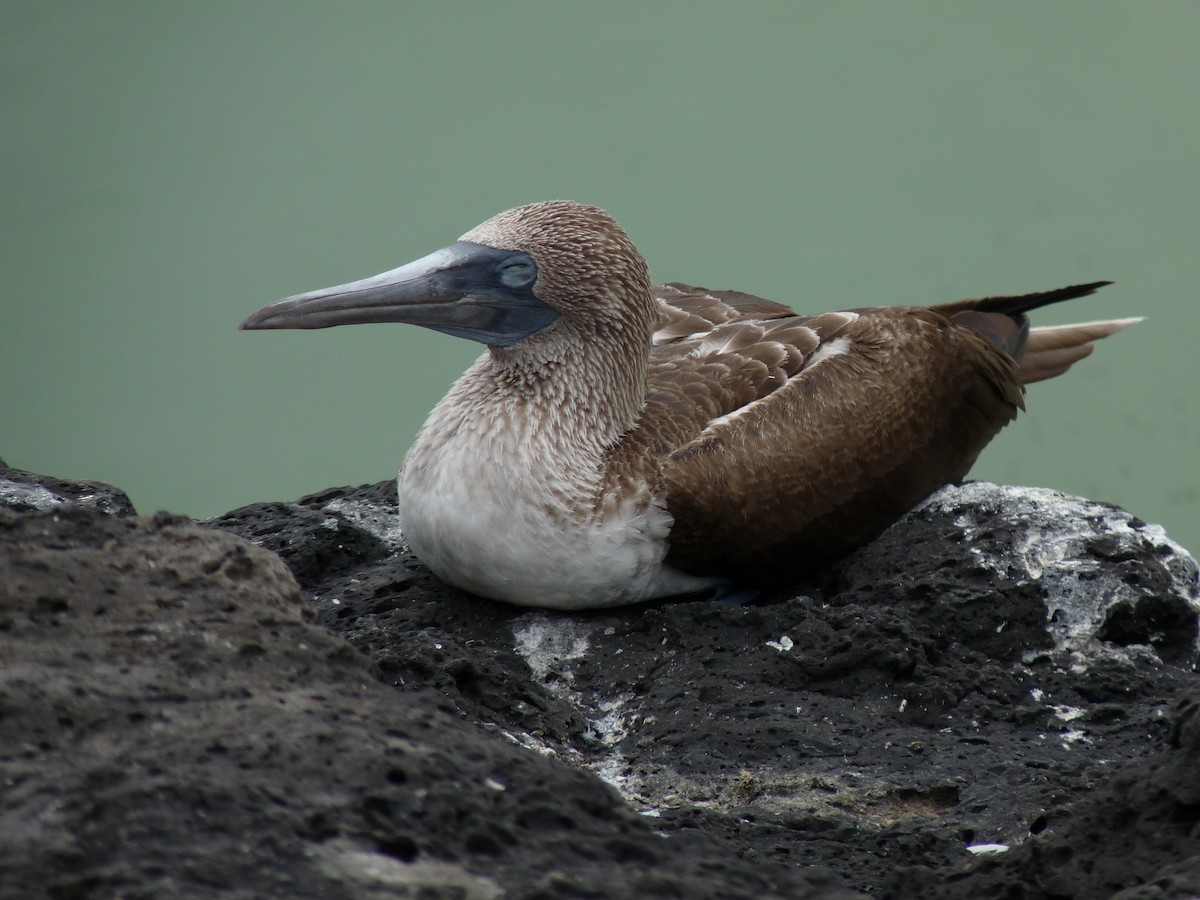 Blue-footed Booby - ML177352581