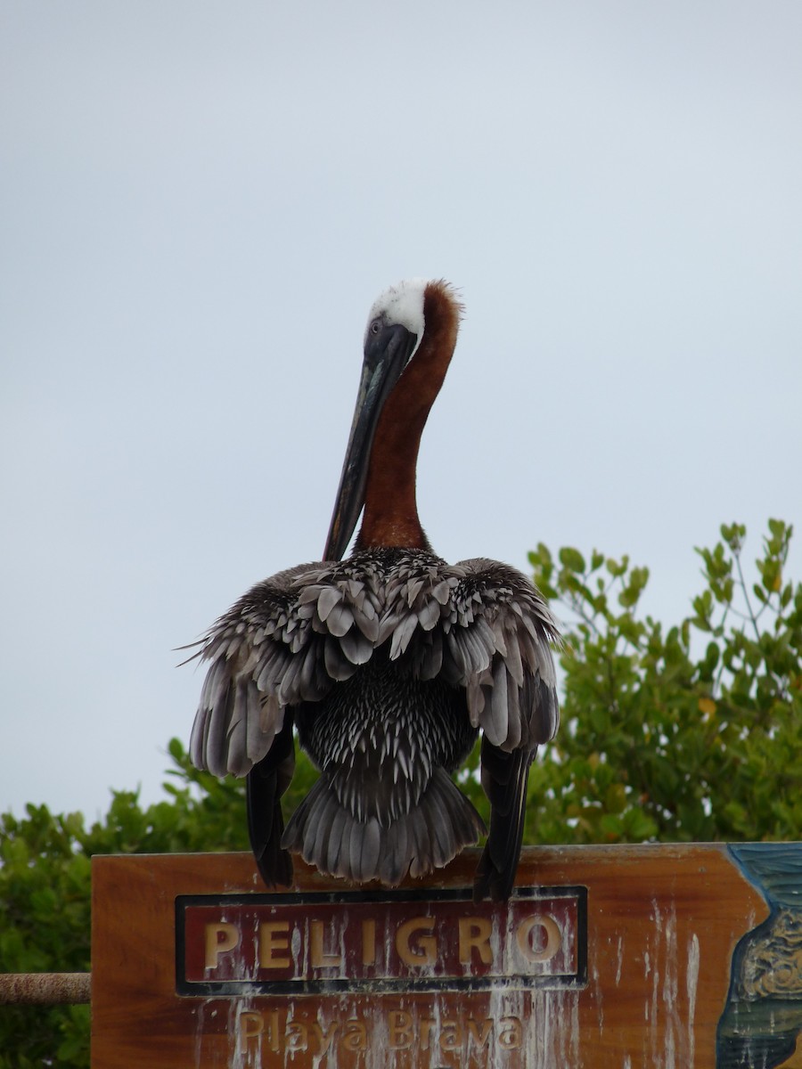 Brown Pelican (Galapagos) - ML177352711
