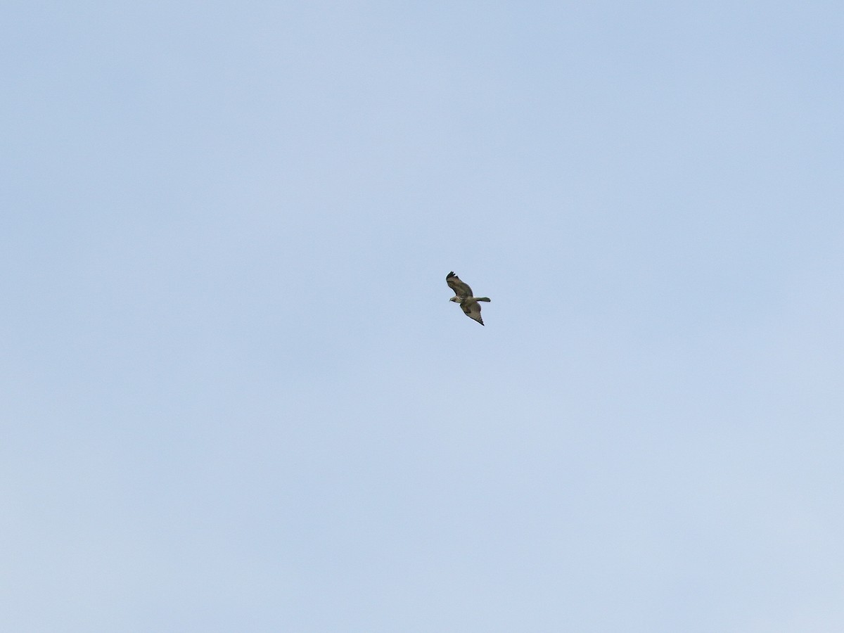 Red-tailed Hawk - ML177353011