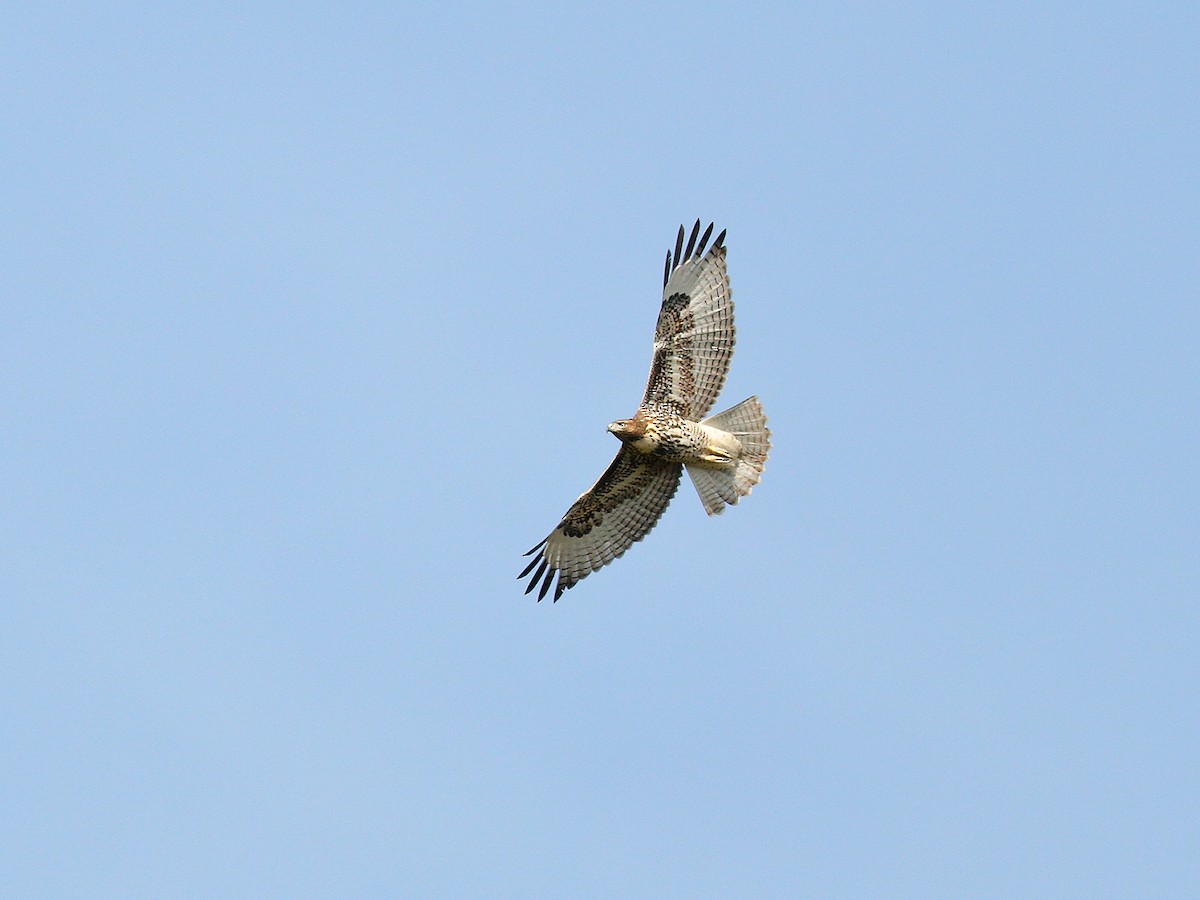 Red-tailed Hawk - ML177353021