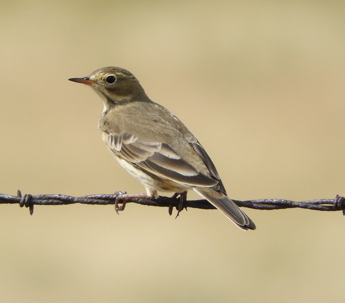American Pipit - Peter Olsoy