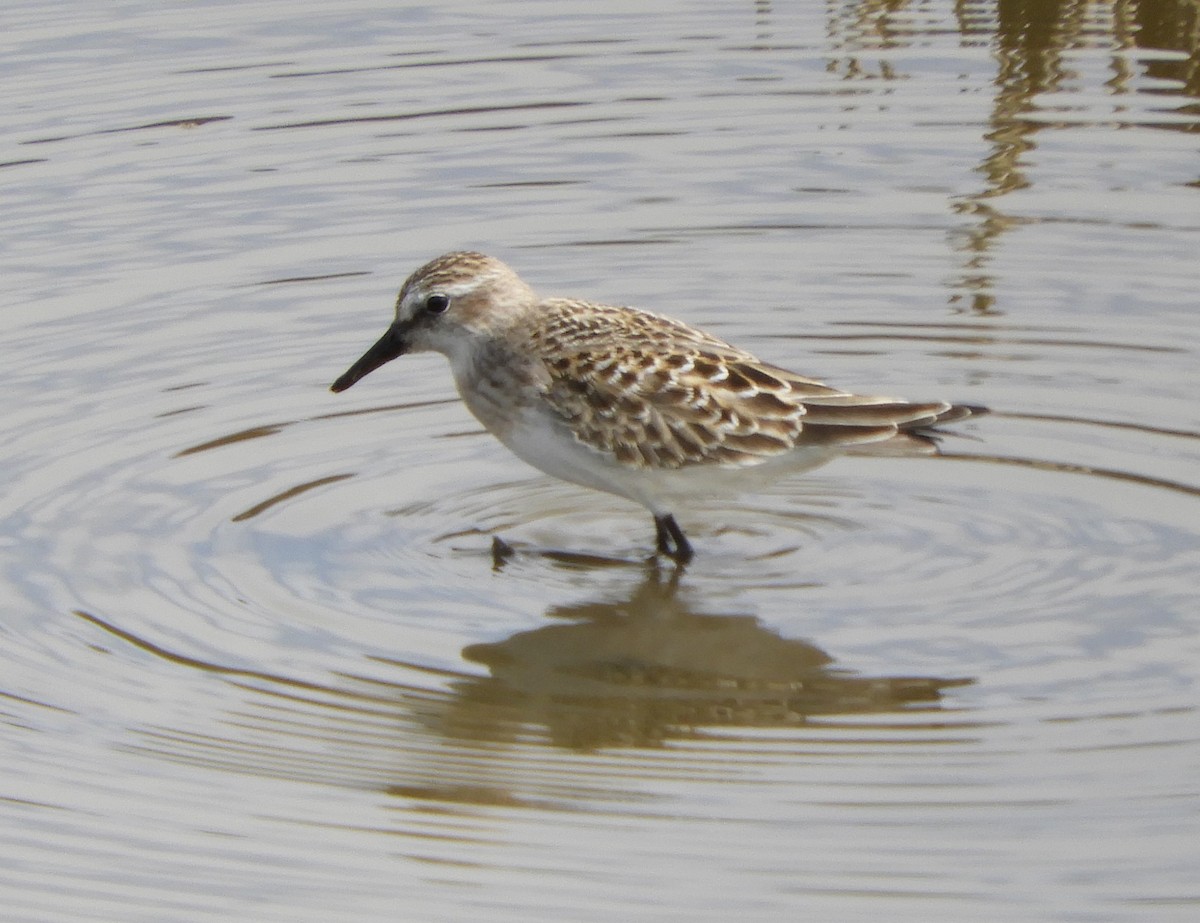 Semipalmated Sandpiper - Peter Olsoy