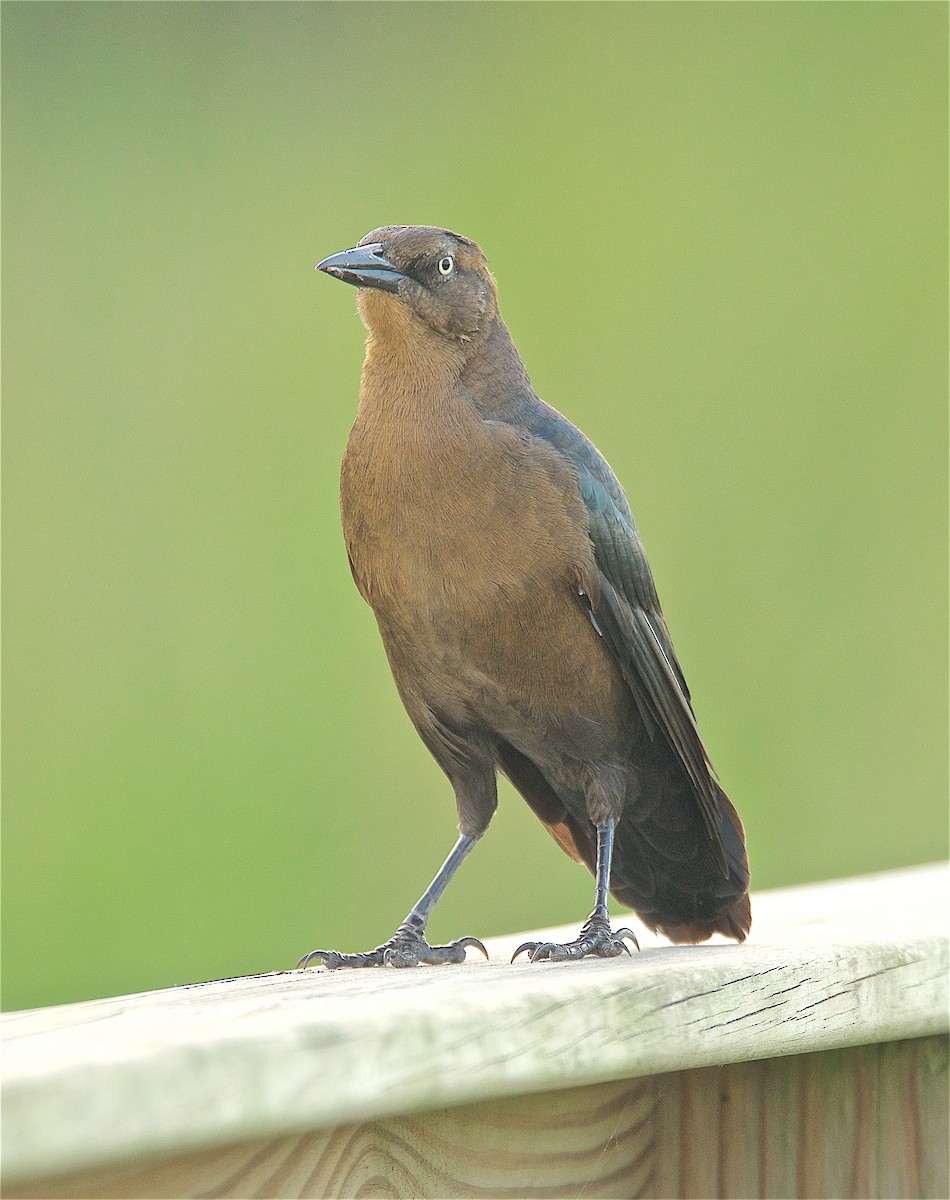 Great-tailed Grackle - ML177359261