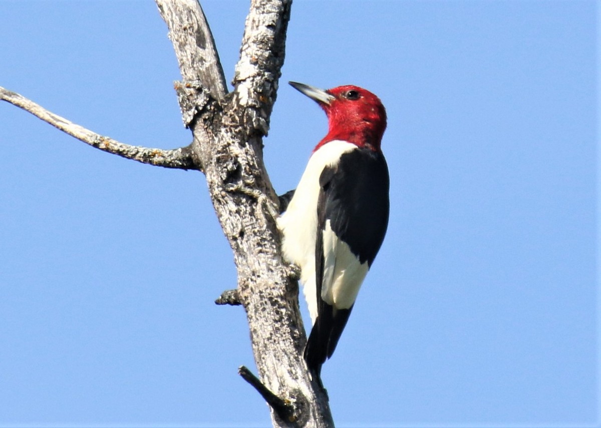 Red-headed Woodpecker - Blair Bernson