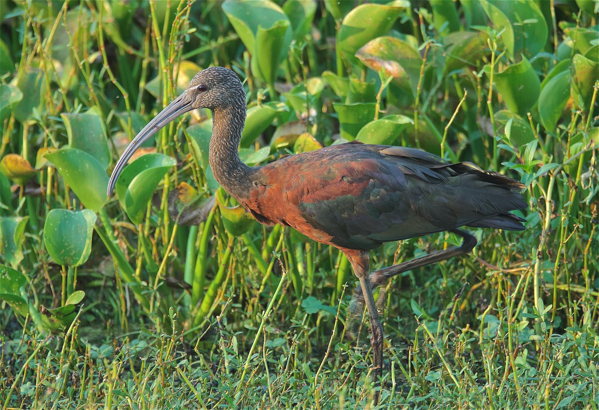 ibis hnědý - ML177359671
