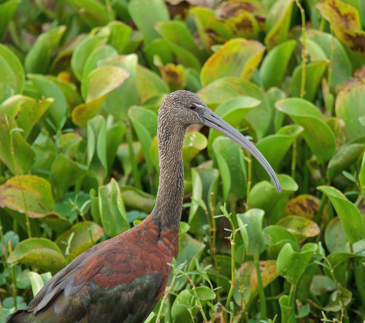 ibis hnědý - ML177359691