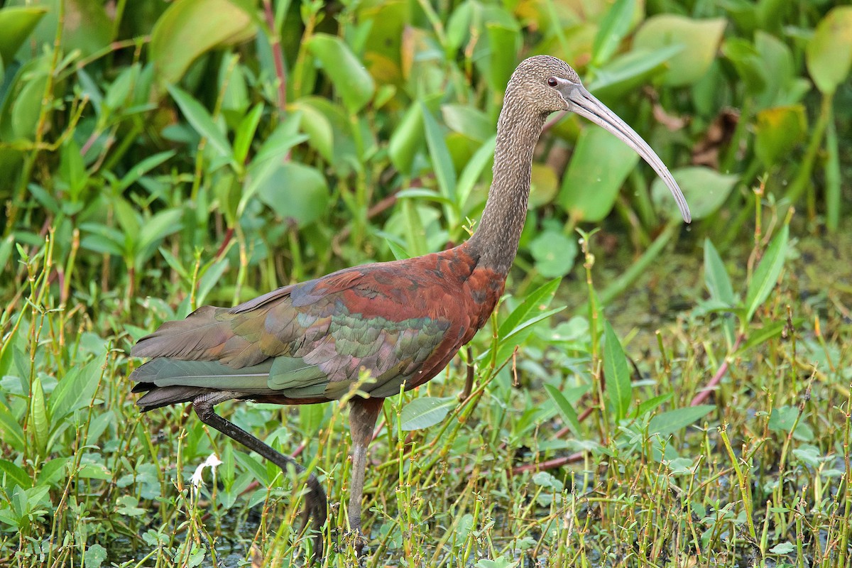 ibis hnědý - ML177359701