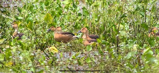 Fulvous Whistling-Duck, ML177361121