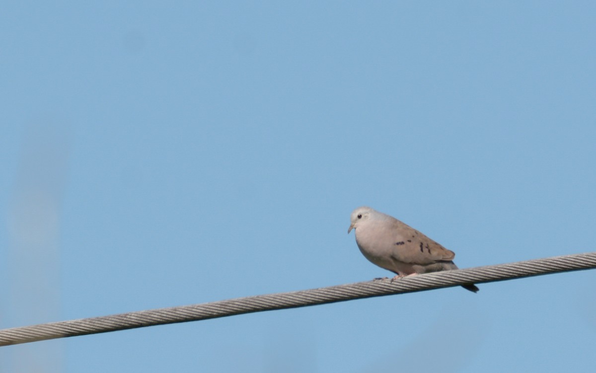 Plain-breasted Ground Dove - ML177363651