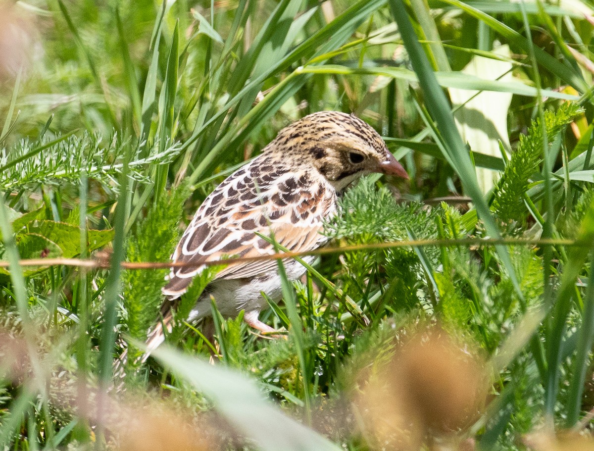 Baird's Sparrow - Marty Herde