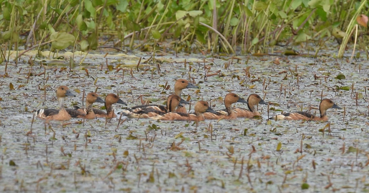 Fulvous Whistling-Duck - Andy Reago &  Chrissy McClarren