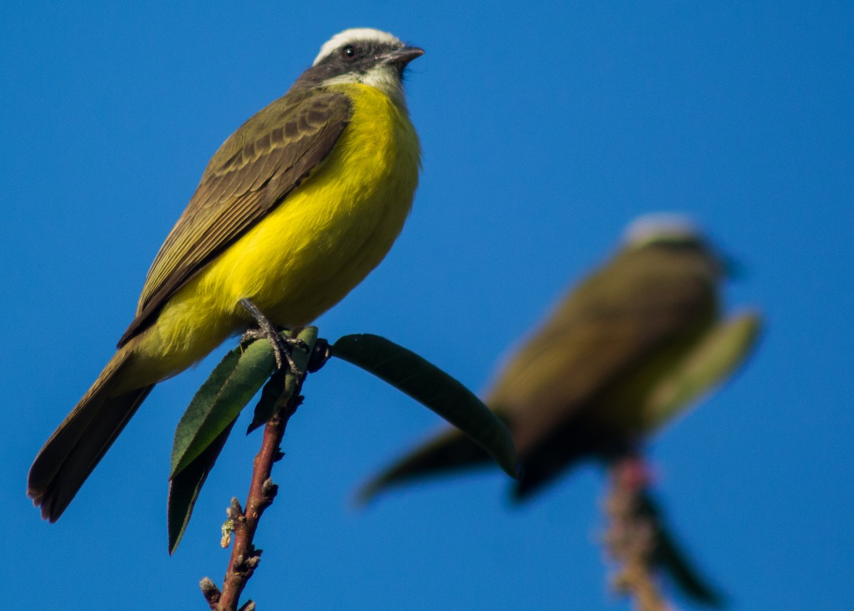 Social Flycatcher - Enrique Heredia (Birding Tours)