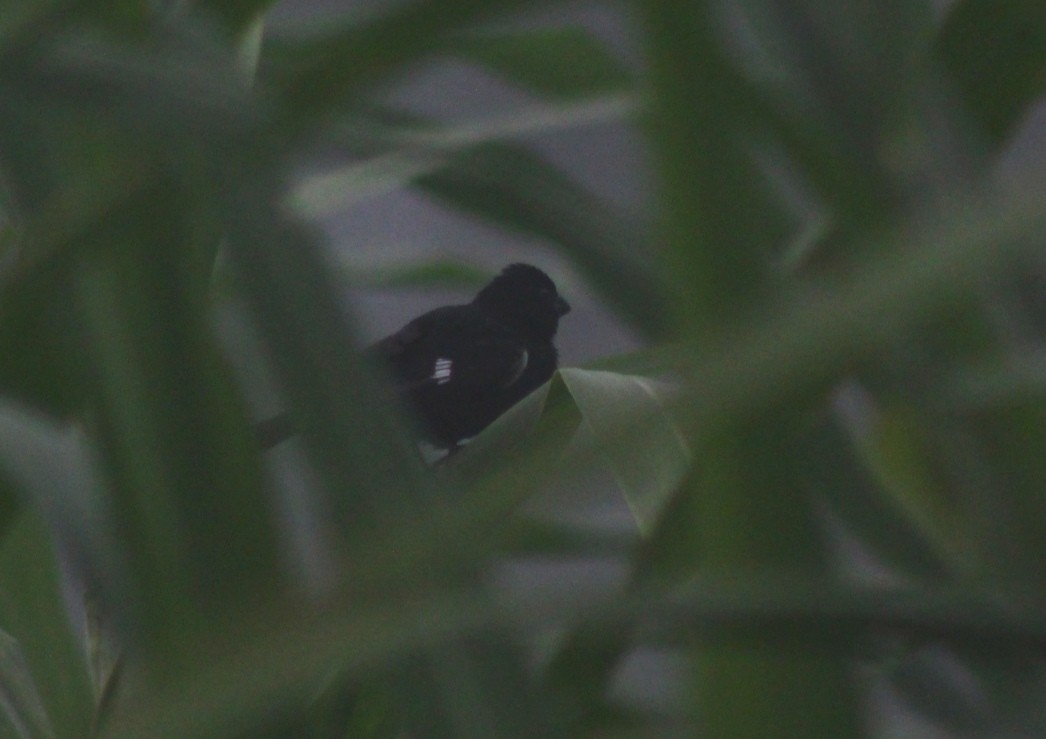 Variable Seedeater - ML177368891