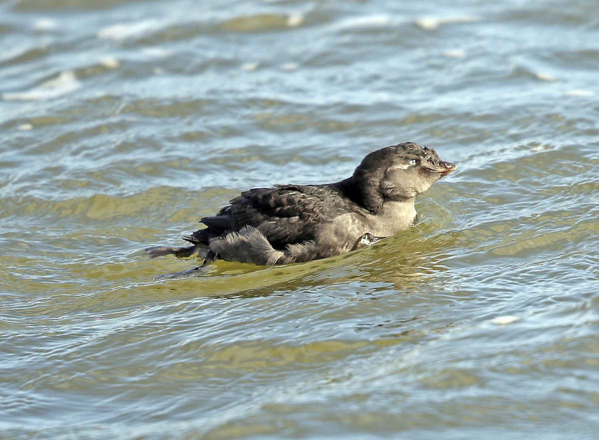 Crested Auklet - ML177369301