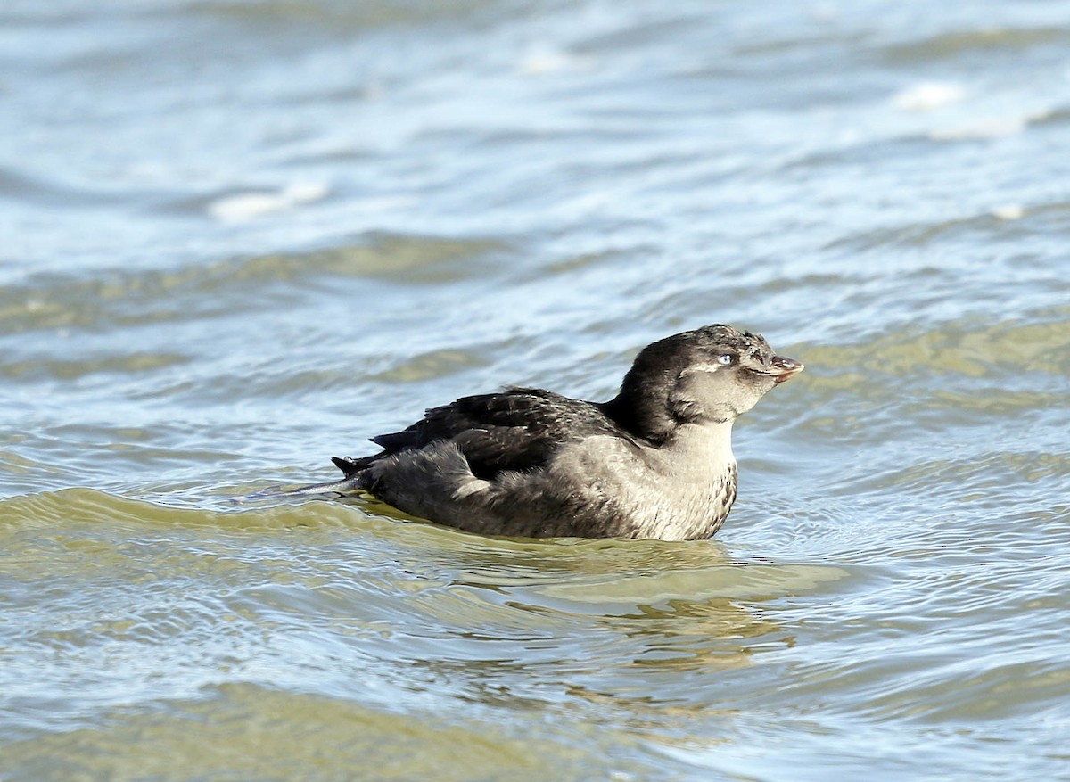 Crested Auklet - ML177369311