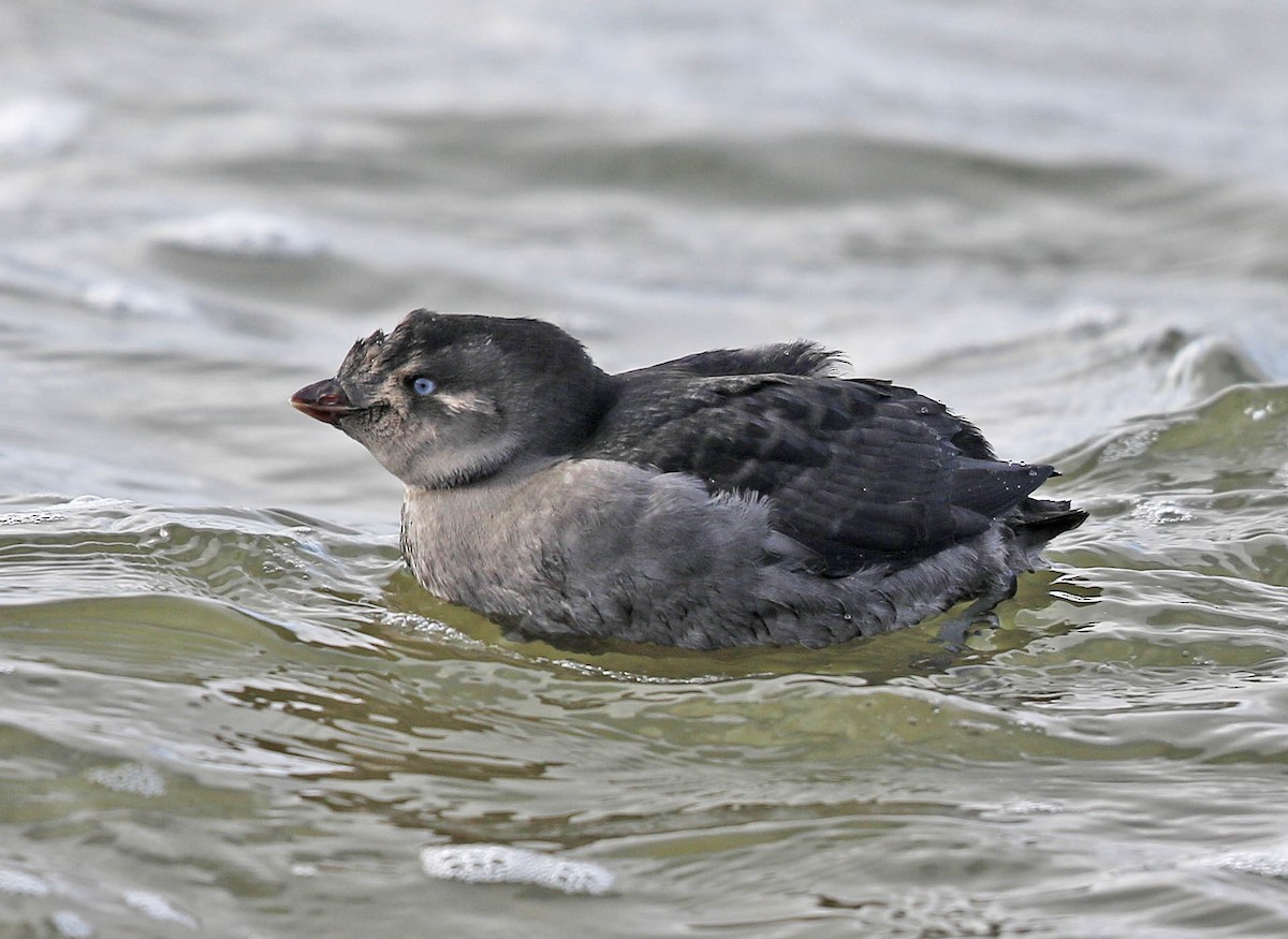 Crested Auklet - ML177369321