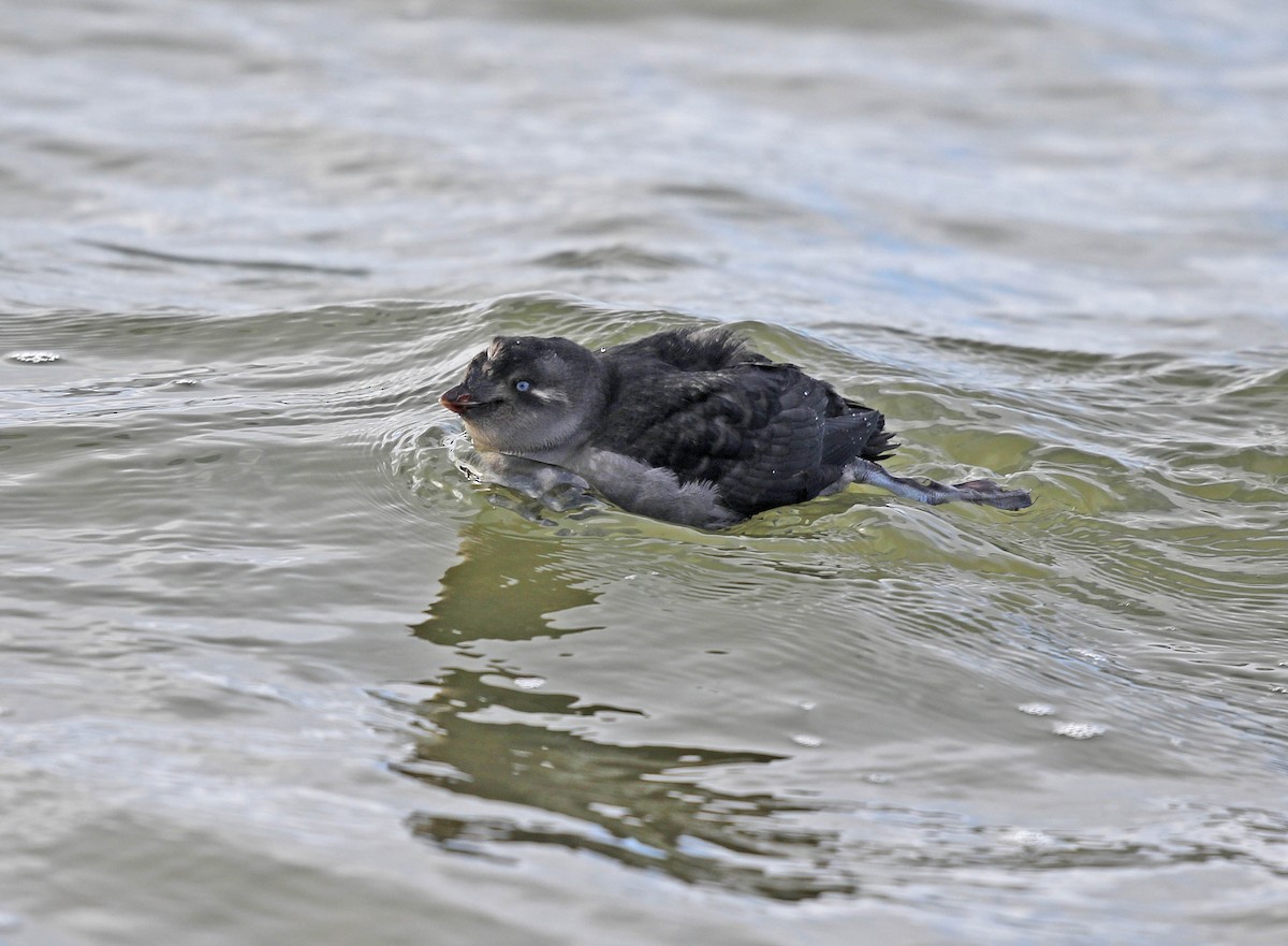 Crested Auklet - ML177369331