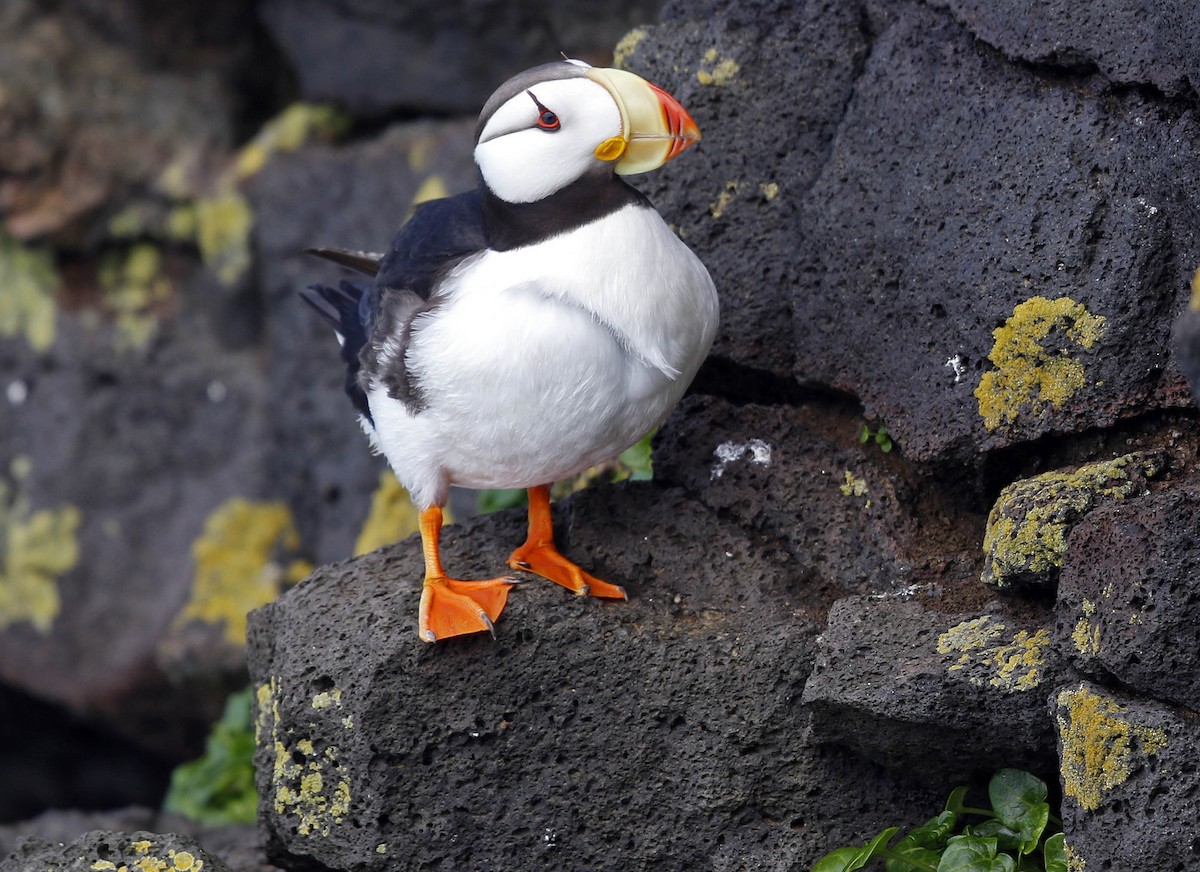 Horned Puffin - ML177372491