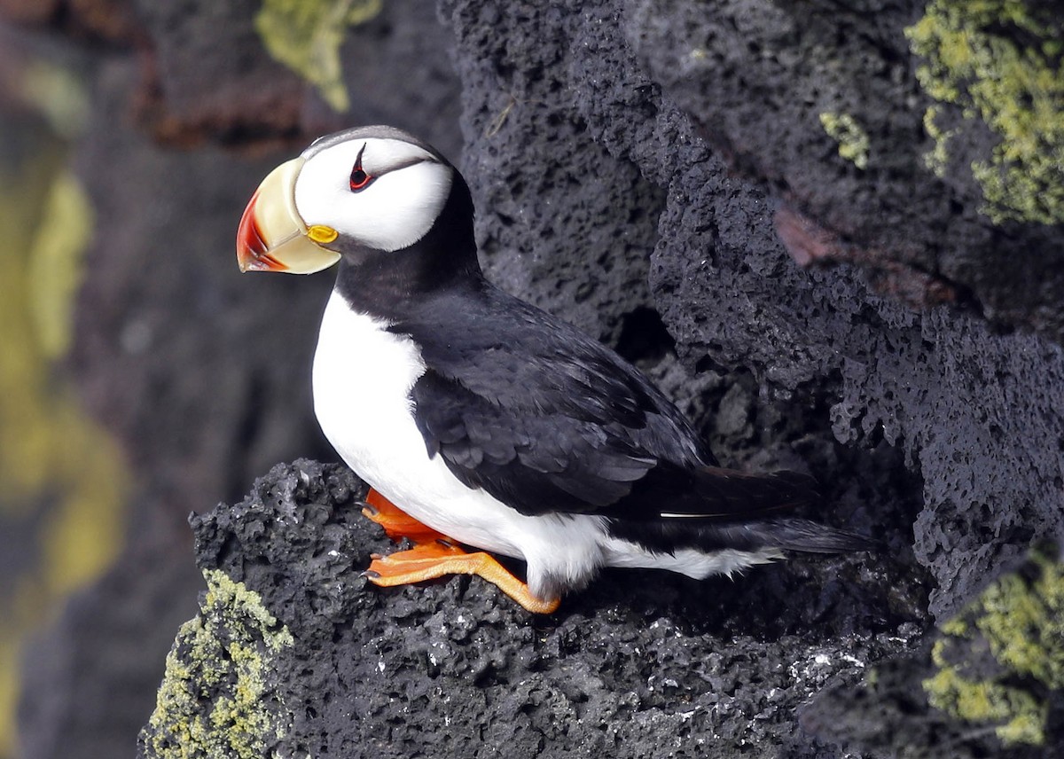 Horned Puffin - ML177372501