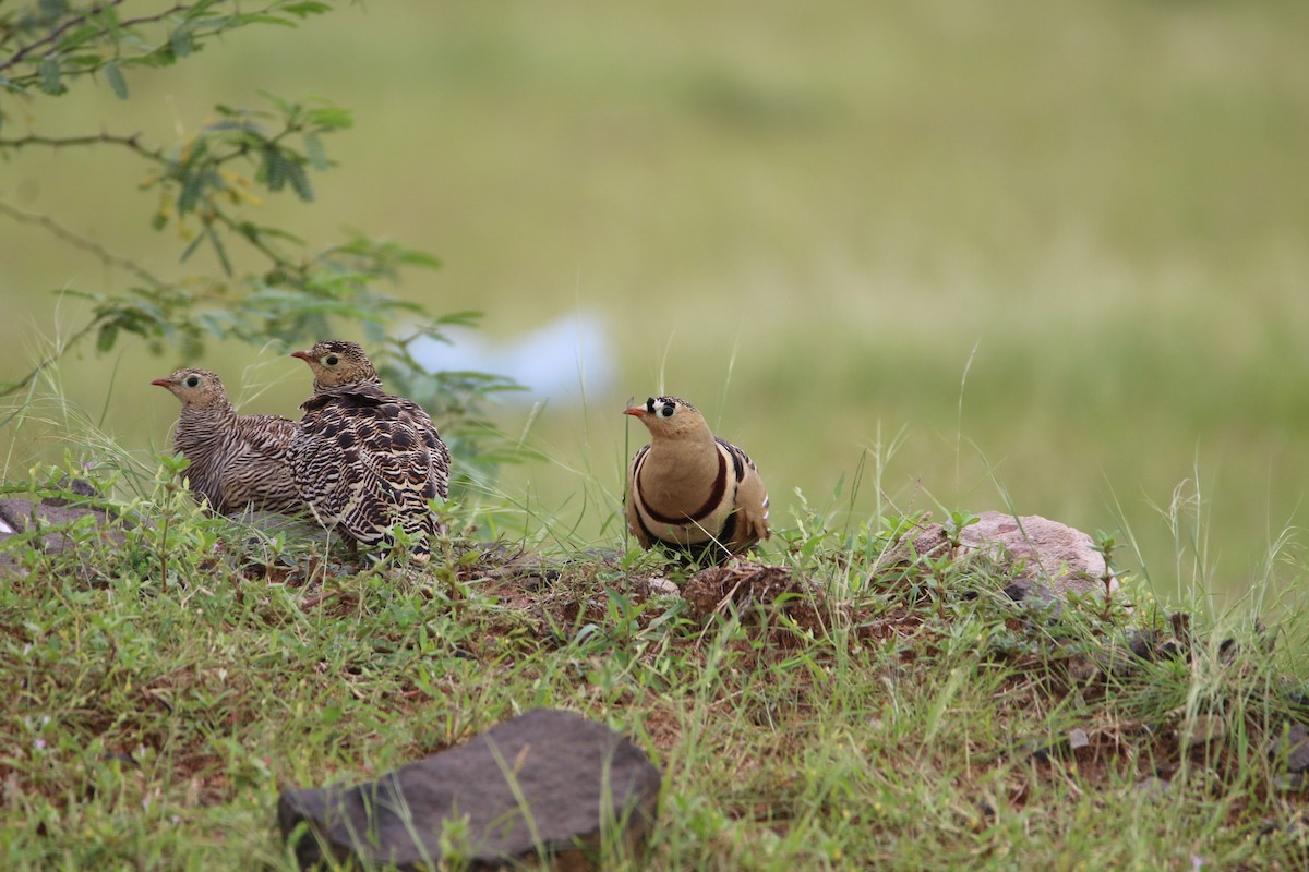 Painted Sandgrouse - Anonymous
