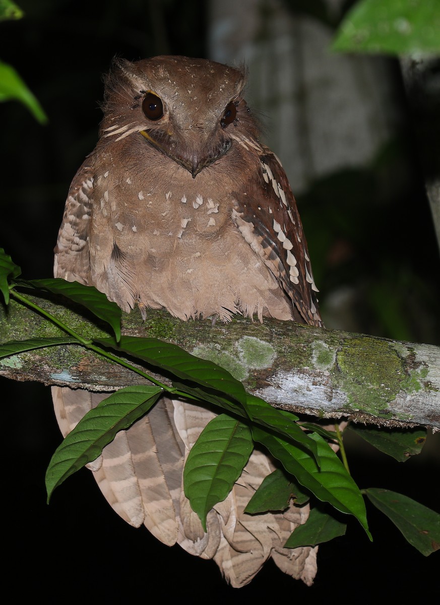 Large Frogmouth - ML177381291