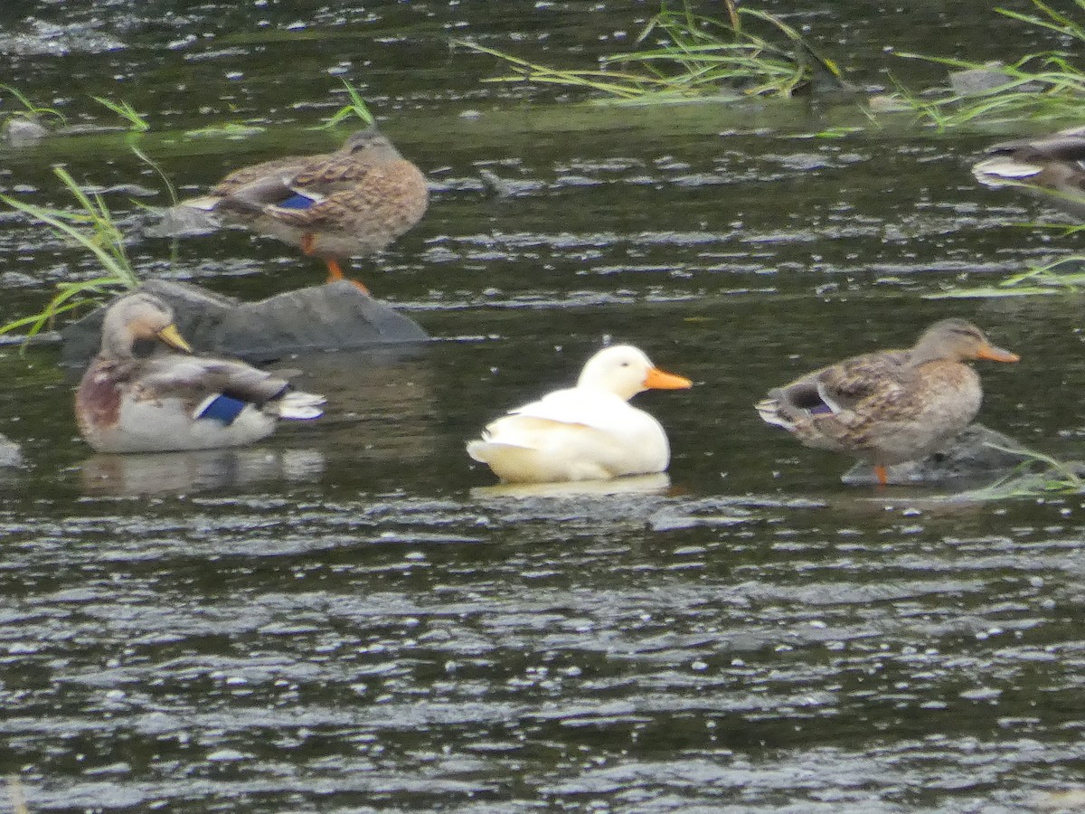 eBird Checklist - 14 Sep 2019 - Belvédère TD Bouchard et pont Barsalou ...