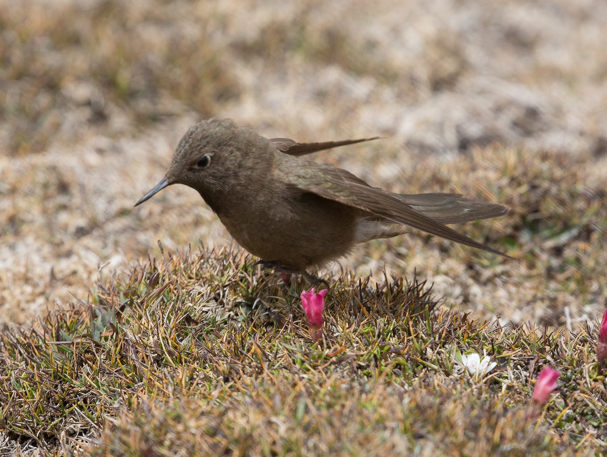 Olivaceous Thornbill - ML177384011