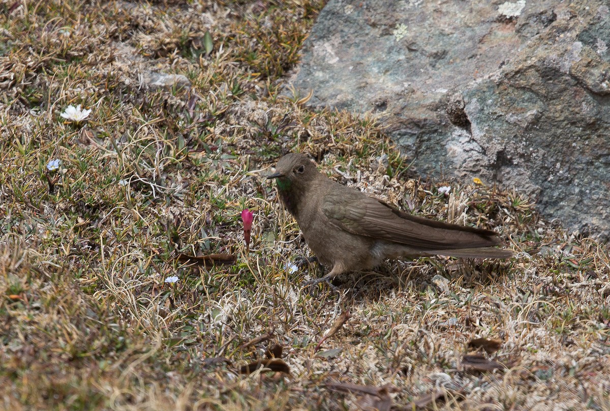 Olivaceous Thornbill - ML177384041