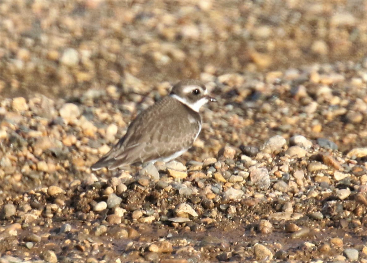 Semipalmated Plover - ML177391221