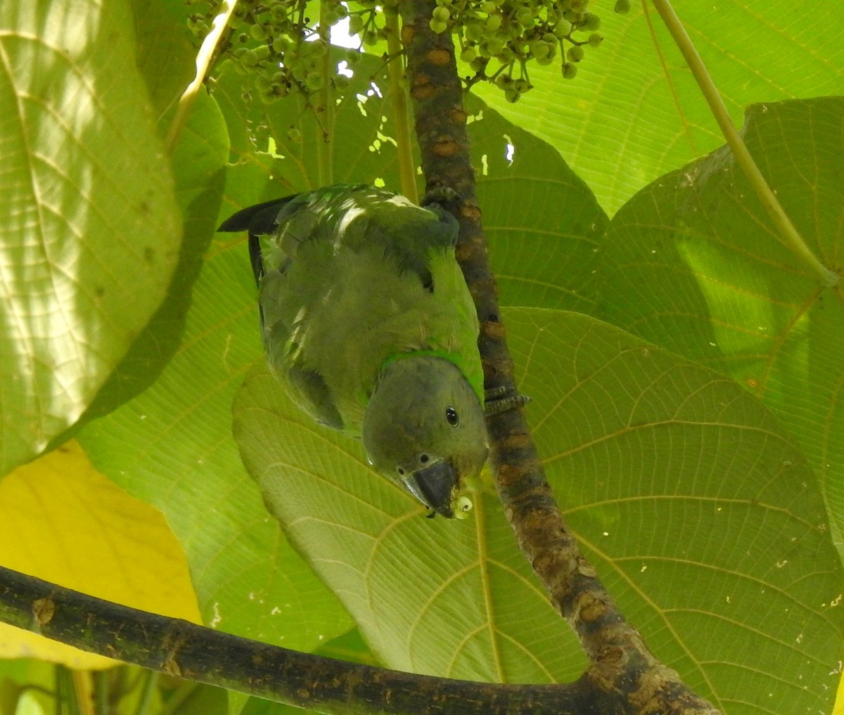 Layard's Parakeet - Athula Edirisinghe