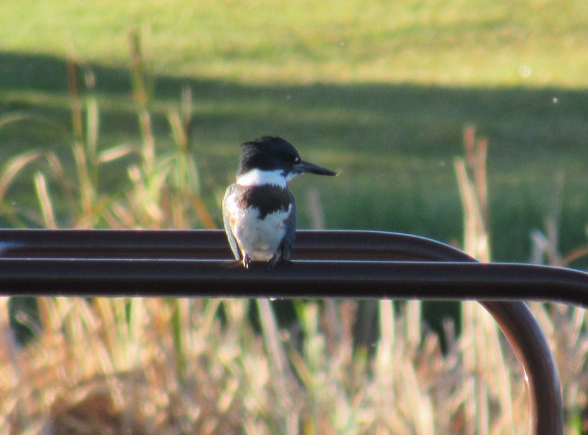 Belted Kingfisher - Laurel Armstrong