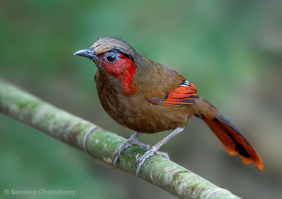Red-faced Liocichla - ML177397741