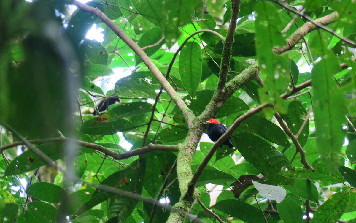 Red-capped Manakin - ML177398121