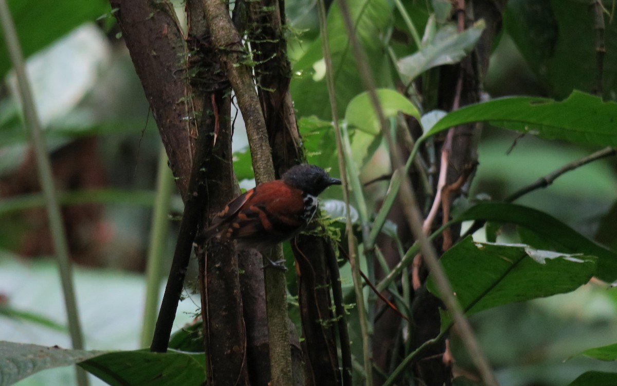Spotted Antbird - ML177398731