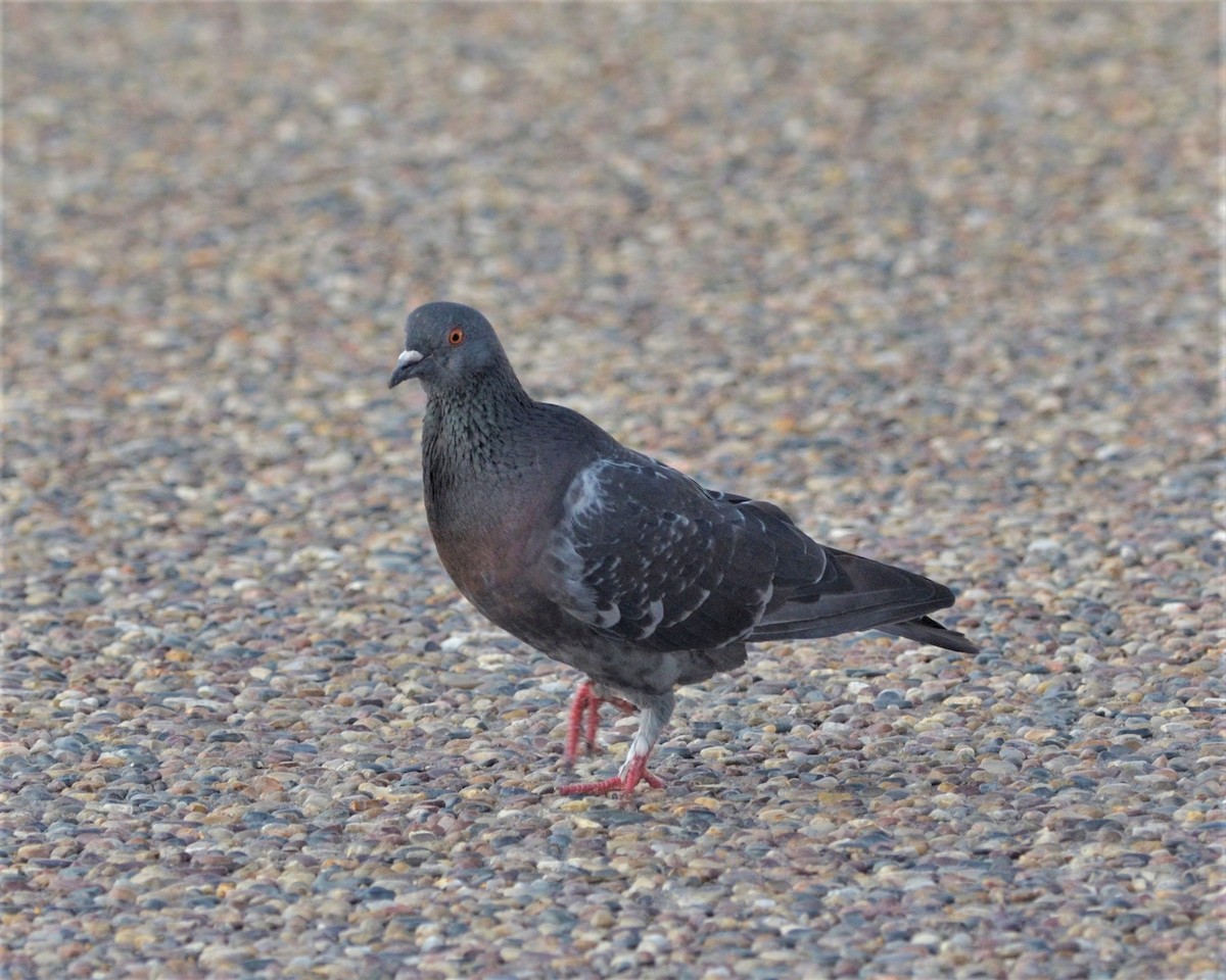 Rock Pigeon (Feral Pigeon) - ML177399951