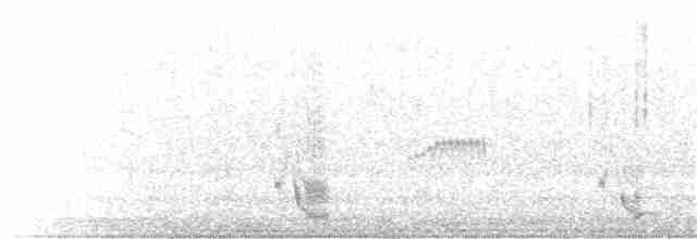 Black-faced Woodswallow - ML177400761