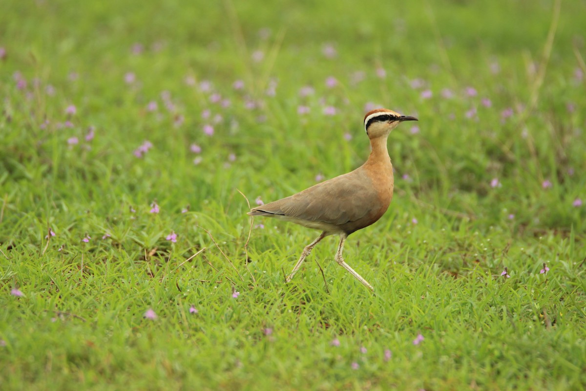 Indian Courser - ML177403021
