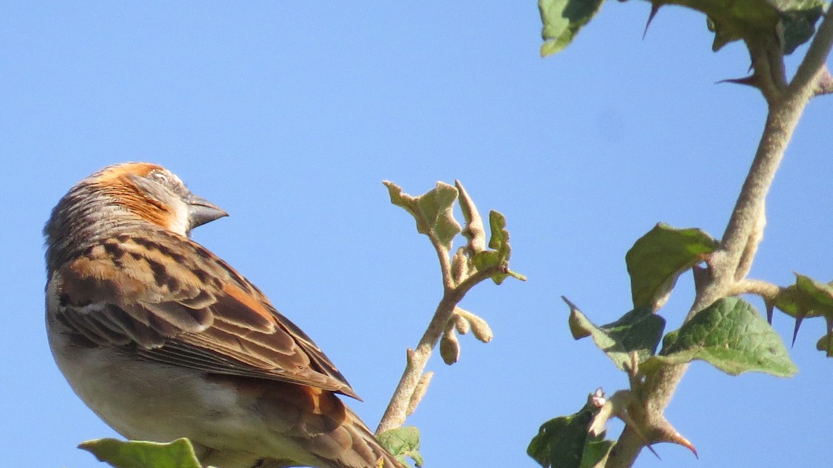 Kenya Rufous Sparrow - Mwangi Gitau.