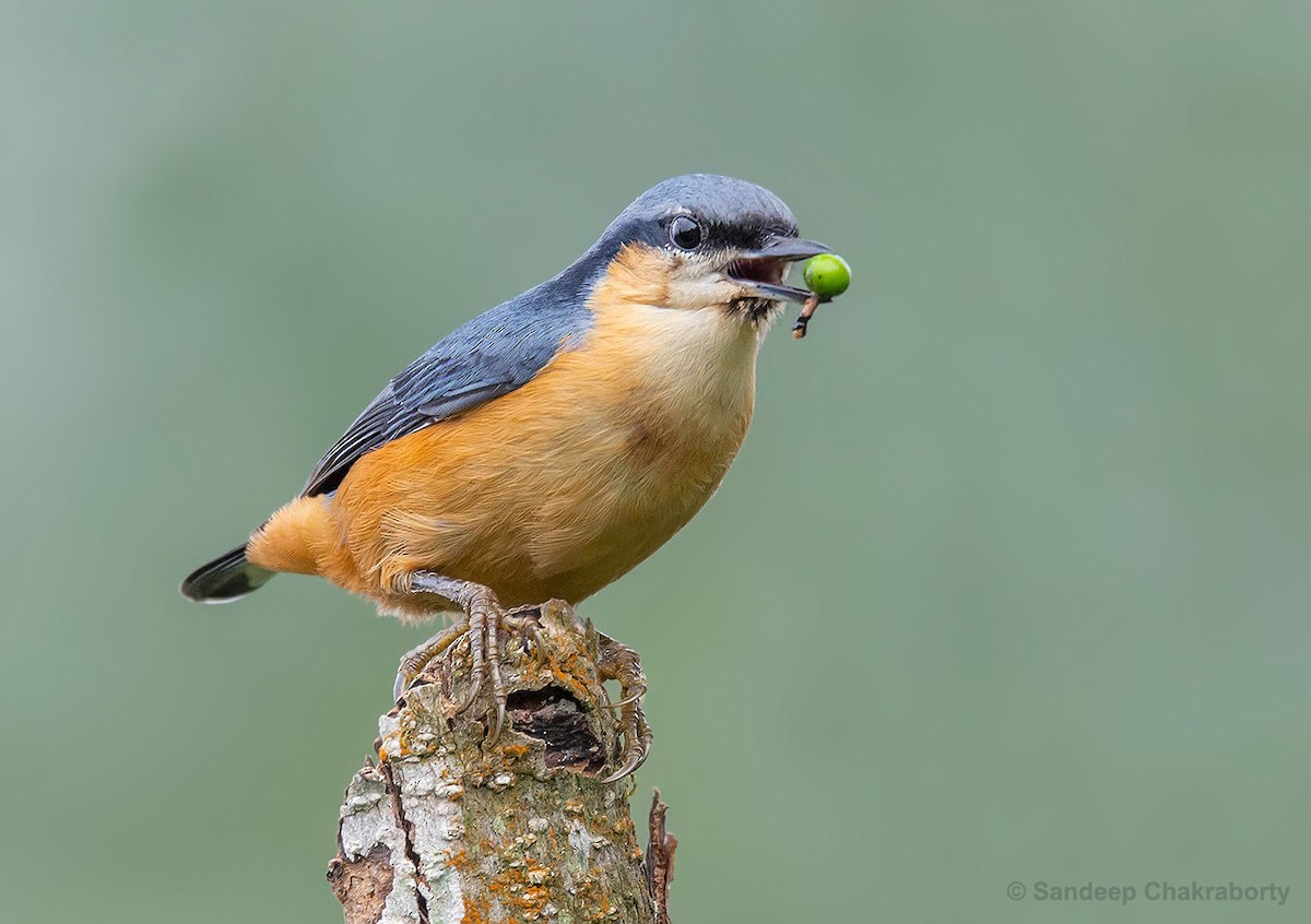 White-tailed Nuthatch - ML177407541