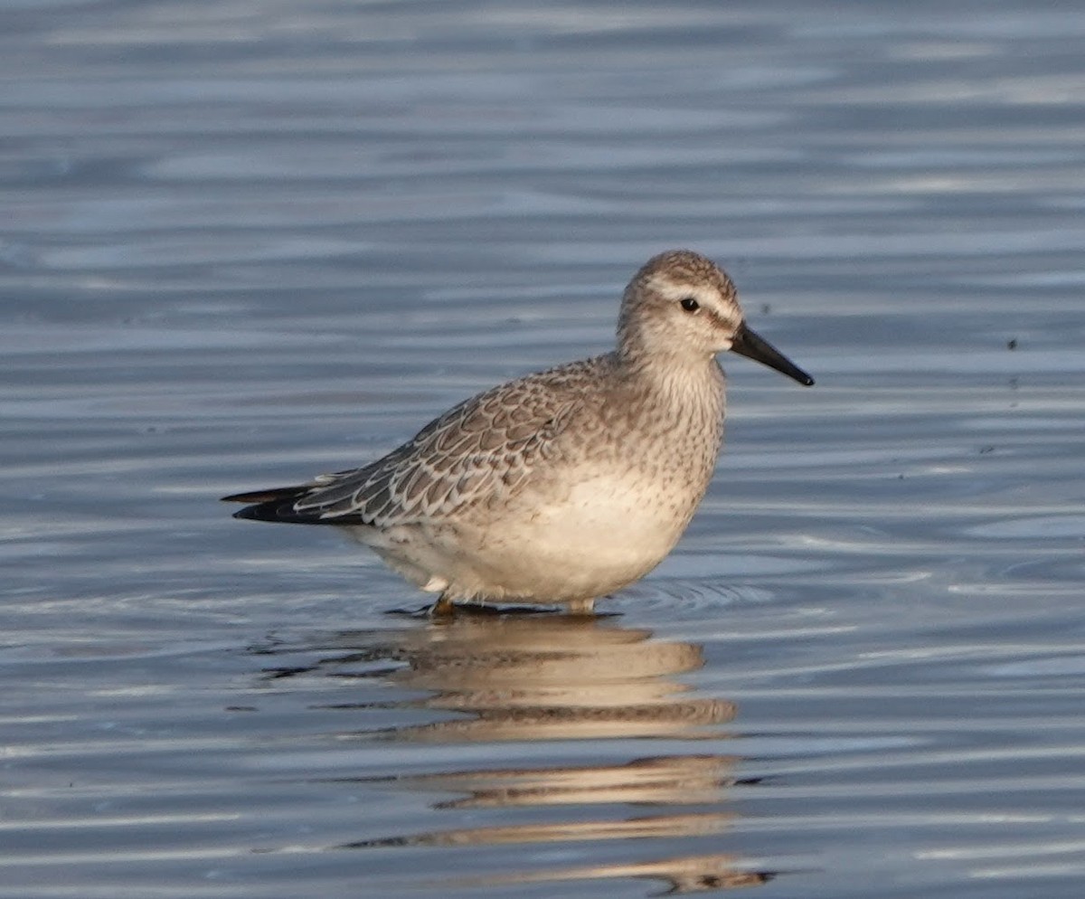 Red Knot - ML177408391
