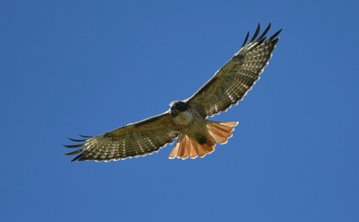 Red-tailed Hawk - Jack  Bushong