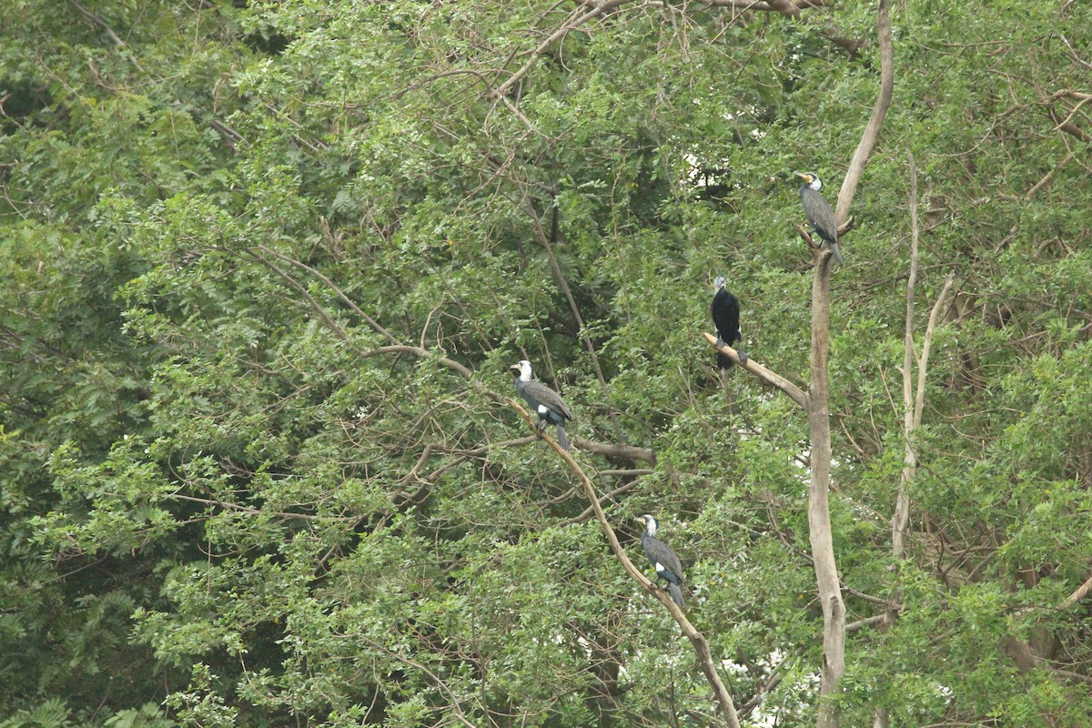 Great Cormorant - Praveen  Kumar