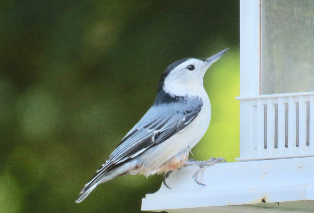 White-breasted Nuthatch - ML177414201