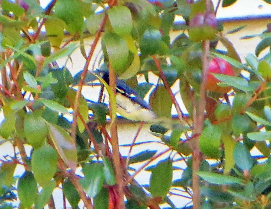 Black-throated Blue Warbler - ML177415251