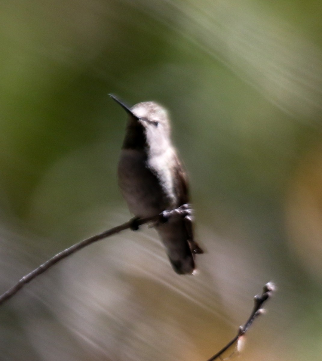 Black-chinned Hummingbird - Susan Mac